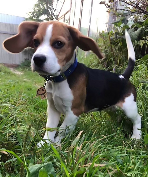 Dog tag for dog breeds Beagle