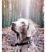 адресник Веймаранер