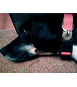 Фото собаки с адресником