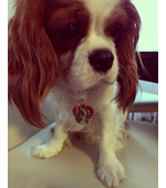 Адресник для собаки