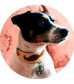 медальон для Джек Рассела