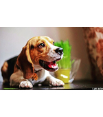 Медальон на ошейник с гравировкой