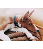 Подвеска на ошейник для Вашей собаки