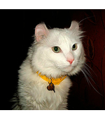 Адресник для кошки