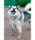 Dog tag for dog breeds Alaskan Malamute