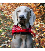 Адресный жетон для собак породы Веймаранер