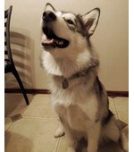 Dog tag for dog breeds Alaskan Malamute