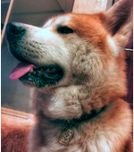 Dog tag for dog breeds Akita (dog)