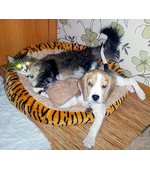 Strong tag for Beagle