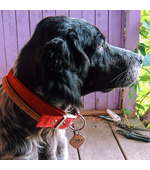 Фото жетона для собак