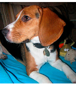 Адресник для собаки породы Бигль