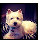 Адресник с гравировкой и изображением собаки Вест Вайт терьер