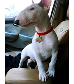 Фото медальона для собак породы Бультерьер