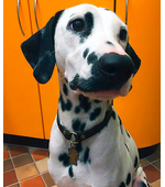 Tag for dog Dalmatian