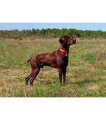 Жетон для собаки