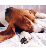 Медальон с гравировкой для собак породы Бигль