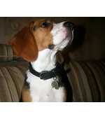 Адресник с изображением породы собаки Бигль