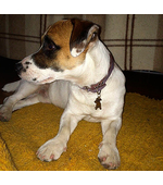 Жетон для собаки Джек Рассел терьер