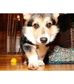 Жетон с гравировкой Вельш корги