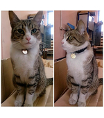 адресник для кота