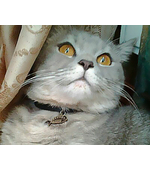 адресник для кошки "Рыбка"