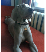 Медальон с гравировкой для собак породы Веймаранер