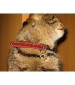 Жетон для кота