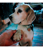 Tag for dog Beagle var.5