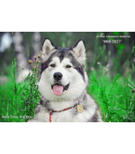 Dog tag for dog breeds Alaskan Malamute