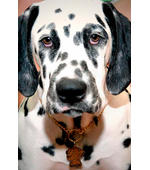 Tag for dog Dalmatian