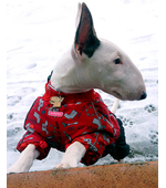 Фото адресника для собаки породы Бультерьер