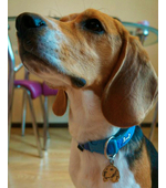 Адресник с гравировкой для собак