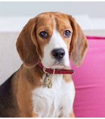 Жетон с гравировкой для собак породы Бигль