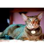 Адресный жетон "Кот клубок"