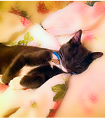 Медальон с гравировкой для кошек "Рыбка белая"