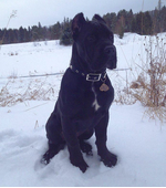 Жетон на ошейник для собак Кане Корсо