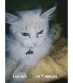 жетон для кота Рыбка