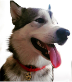 Dog tag for dog breeds Alaskan Malamute