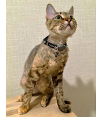 Адресник рыбка на чудном котике