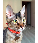 Котик с адресником "Рыбка"