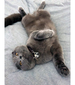 Жетон для котика с гравировкой