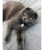 Адресник для котов и кошек