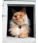 Адресник с гравировкой для котиков