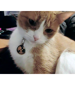 кошка с жетоном