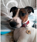 Адресник Джек Рассел терьер