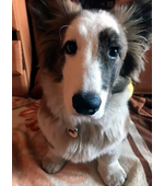 Адресник Корги