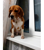 Жетон бигль