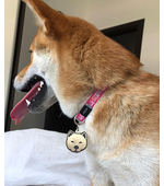 Жетон для собаки Акита