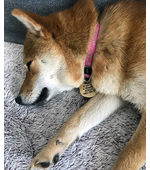 Адресник для собаки с гравировкой