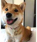 Адресник Акита